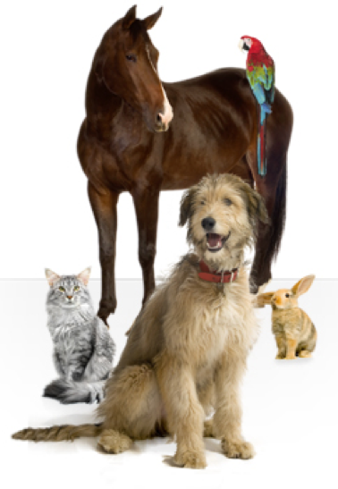 Картинка собака кошка лошадь. Лошадка собака кошка. Лошадь и собака. Домашние животные кошки и собаки и лошади. Лошадка кошечка собачка.